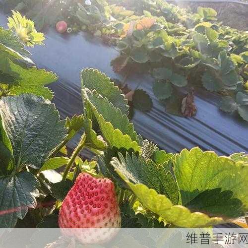 182草莓视频：1. 探索182草莓视频背后的创意与灵感