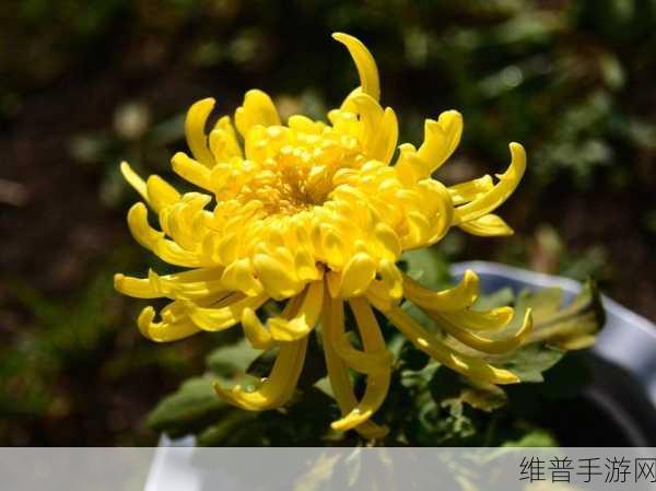 答错一题菊花放一支笔：1. 答错一题，菊花怒放笔尖生辉