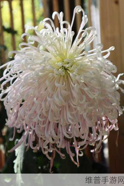 答错一题菊花放一支笔:1. 答错一题,菊花怒放笔尖生辉