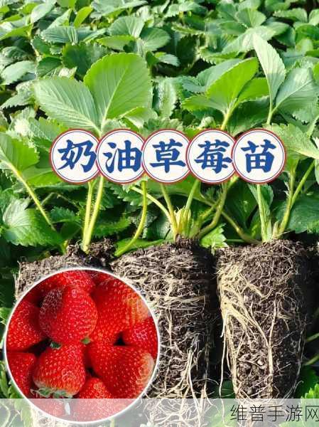 草莓视频全免费免登录：1. 免费畅享草莓视频，无需注册轻松观看