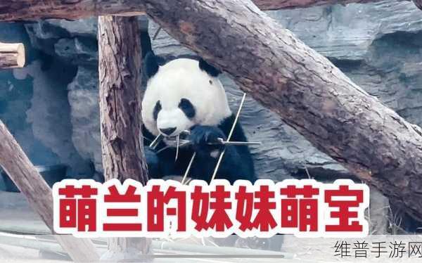 老师的两个大兔子在衬衫里蹦来蹦去：老师的衬衫里藏着的大兔子奇遇记