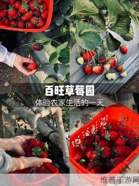 草莓 APP:1. 草莓 APP:开启你的健康生活新方式