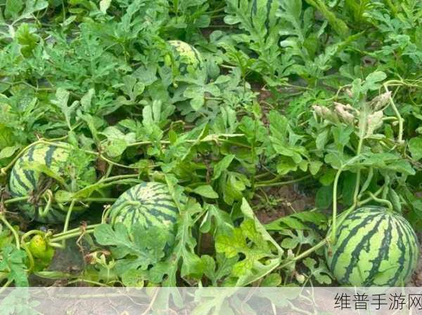 吃瓜爆料看这里：1. 吃瓜群众爆料：背后隐藏的真相竟是这样！
