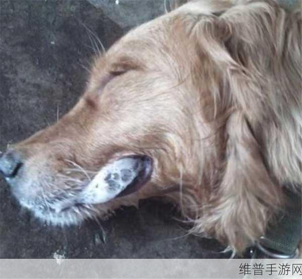 Abw实验4痉挛口吐白沫：1. ＂Abw实验4：探讨痉挛与口吐白沫的科学机制