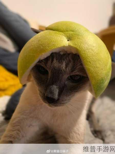 91糖芯柚子猫:1. 91糖芯柚子猫的奇妙冒险之旅
