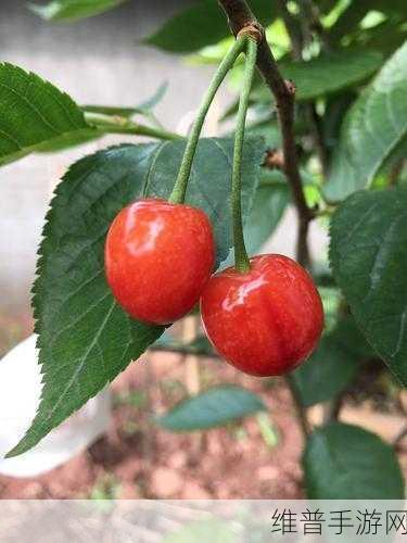 樱桃小视频 在线：1. 樱桃小视频：发现生活中的点滴乐趣