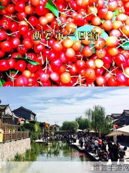 樱桃小视频 在线:1. 樱桃小视频:发现生活中的点滴乐趣
