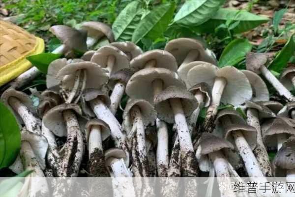 黑料公社蘑菇视频：1. ＂黑料公社揭秘：蘑菇视频背后的真相