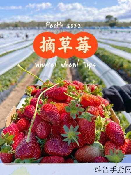 草莓成人APP:1. 草莓成人APP:探索你的激情与欲望