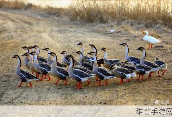 一鹅当先：1. 一鹅当先：如何在团队中发挥领导力