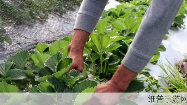 老板草莓无限次数观看：1. ＂老板草莓无限观看，畅享甜蜜视觉盛宴