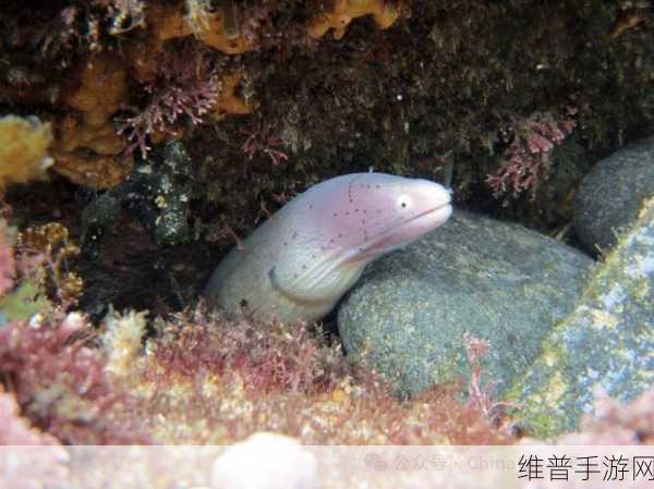 人鳗：人鳗：探索水下世界的奇幻生物之旅