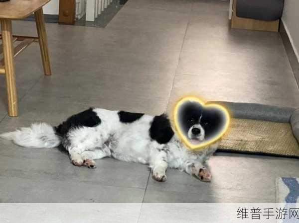 九幺拨萝卜不盖被:1. 九幺拨萝卜:让生活更有趣的秘密