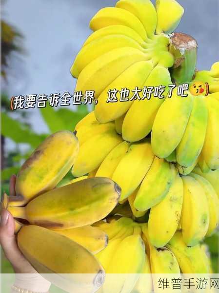 香蕉视频哟哟网：1. ＂香蕉视频：探索丰富多彩的娱乐世界