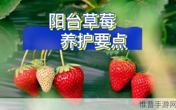 草莓视频官方入口