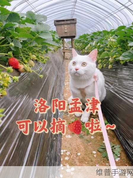 草莓视频6:1. 草莓视频:探索未被发掘的电影宝藏