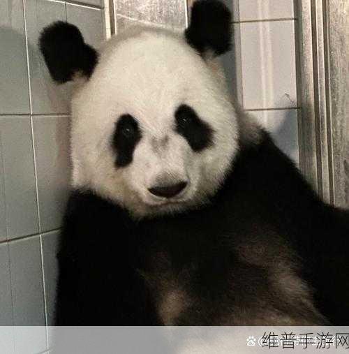乐乐大熊猫眼睛被挖：1. 乐乐大熊猫眼睛被挖事件引发广泛关注