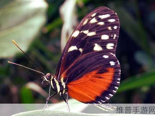 蝴蝶传媒：1. 蝴蝶传媒：引领数字时代的内容创作潮流