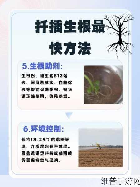 榨汁精灵的扦插方式与注意事项：1. 榨汁精灵扦插技巧：让你的植物快速成长