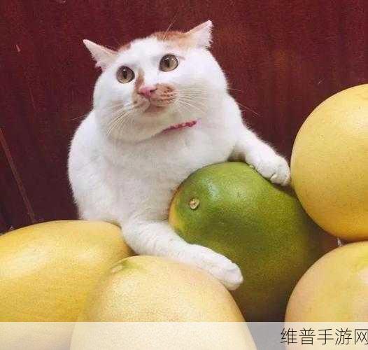 蜜柚污视频:1. 蜜柚污视频:探索不为人知的秘密世界