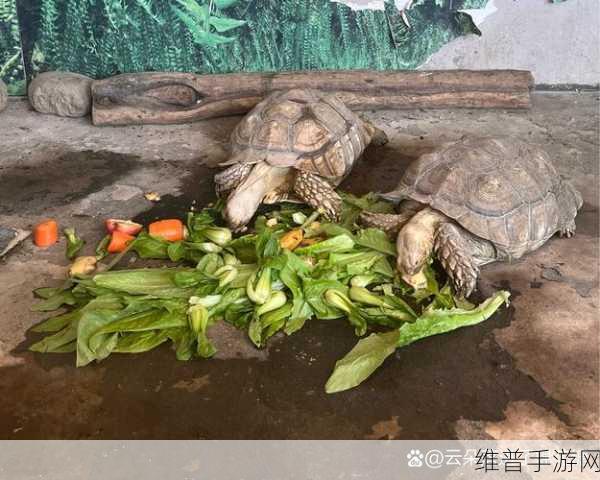 美国ZOOZOON:1. ZOOZOON: 探索动物世界的无尽乐趣