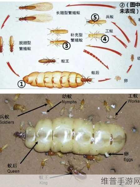 虫虫资源库：当然可以！以下是一些基于“虫虫资源库”的新标题建议：