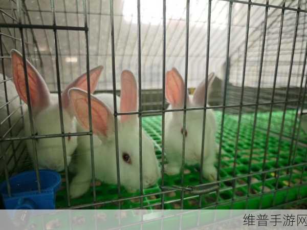 两只大兔子从衬衫里蹦出：两只大兔子从衬衫里蹦出，开启疯狂冒险之旅