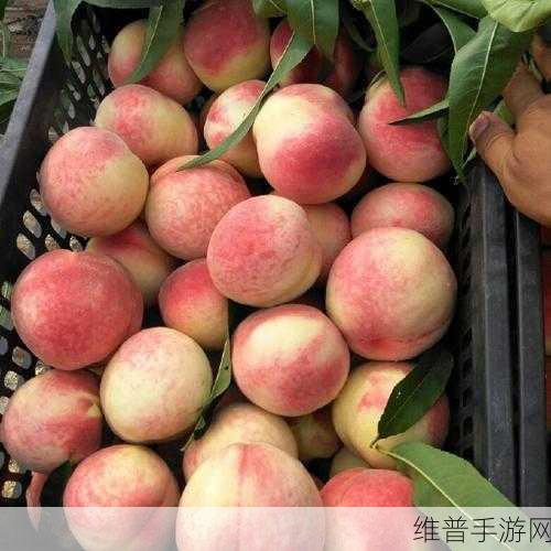 国产欧美日韩国产红桃：1. 国产红桃：探索新鲜口味与健康之道