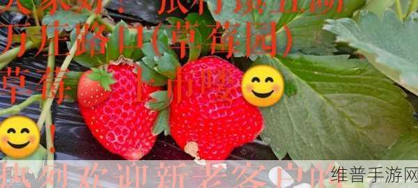 草莓视频最新地址：1. 探索草莓视频：最新播放地址及精彩内容推荐