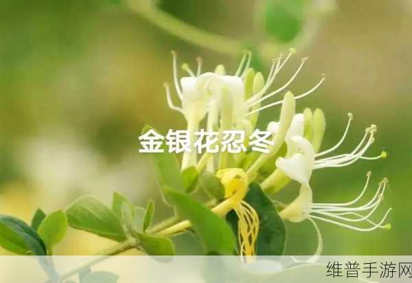 银色器物TXL金银花：1. 银色器物TXL：金银花的艺术之美
