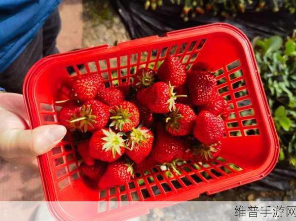 草苺ⅰos：1. 草苺iOS：探索甜蜜数字世界的无限可能