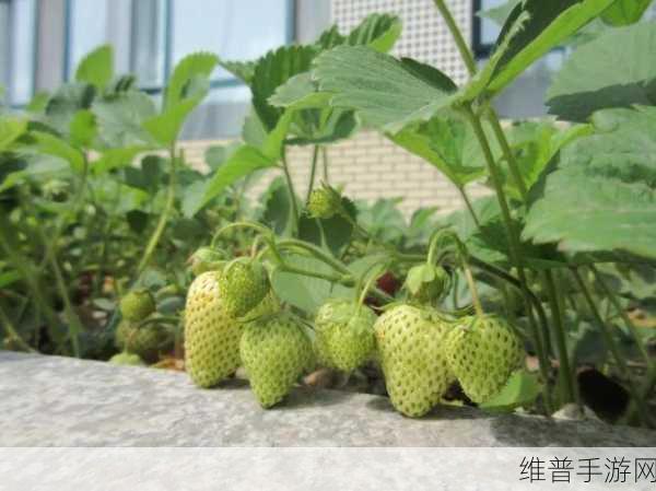 草莓视频色多多8x8x：1. 草莓视频：发现无限精彩的多元世界