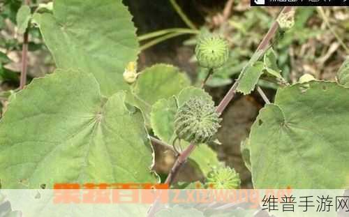 中药小郎中红包版，经营乐趣与中药文化的完美融合