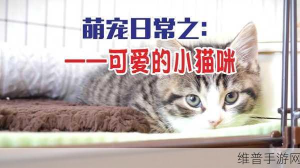 猫咪叠叠乐萌宅物语，超萌休闲益智新体验游戏下载攻略