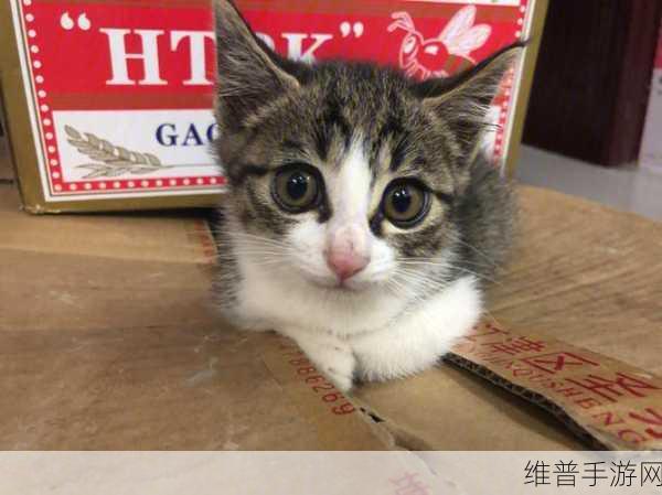 猫咪叠叠乐萌宅物语，超萌休闲益智新体验游戏下载攻略