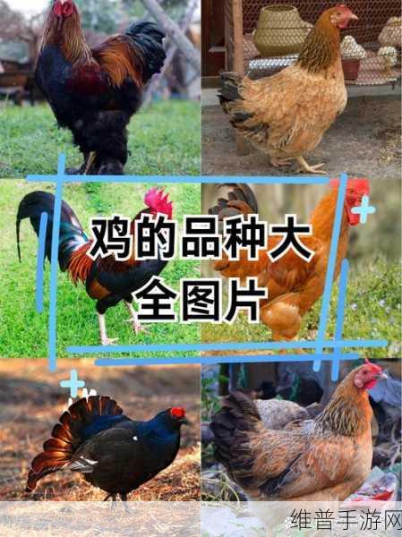 搞鸡time恶心视频免费10分钟：当然可以！以下是一些基于“搞鸡time恶心视频免费10分钟”主题的扩展