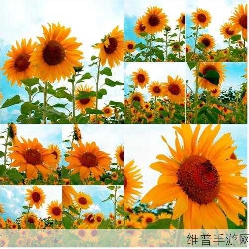 向日葵未成年人视频app无限观看ios：1. 向日葵APP：未成年人视频无限观看的乐趣与风险