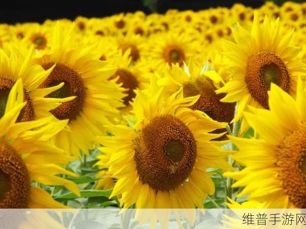 向日葵站长统计2022：1. 2022年向日葵站长统计数据全面解析