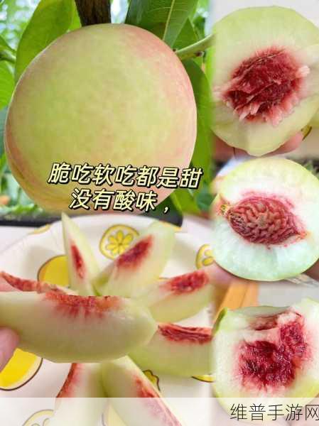 蜜桃频道：当然可以！以下是一些关于“蜜桃频道”的新标题建议，每个标题都不少于10个字：