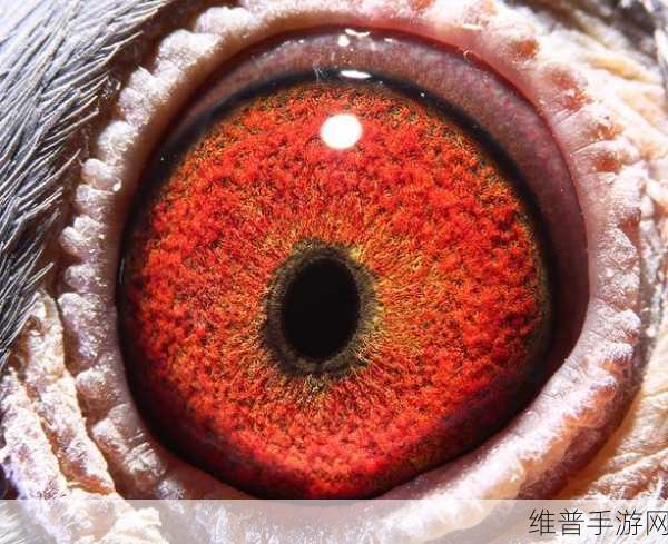 天南铜都赛鸽中心秋棚青年棚：1. 天南铜都赛鸽中心：秋季青年棚的全新挑战
