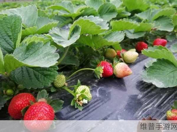 草莓视频一级无码：当然可以，下面是一些基于“草莓视频一级无码”的标题扩展：