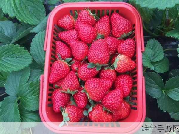 草莓视频一级无码：当然可以，下面是一些基于“草莓视频一级无码”的标题扩展：