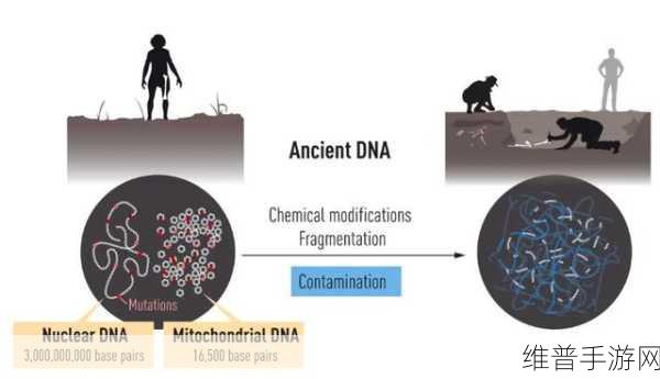 非洲人性功能强大的基因研究：非洲人性功能强大的基因研究新发现与启示