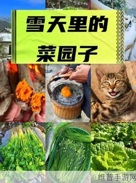萝卜打牌不盖被子：1. 萝卜打牌：不盖被子的奇妙夜晚