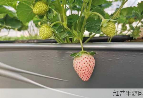 草莓app无限安卓：1. 草莓APP：无限可能，探索无尽乐趣