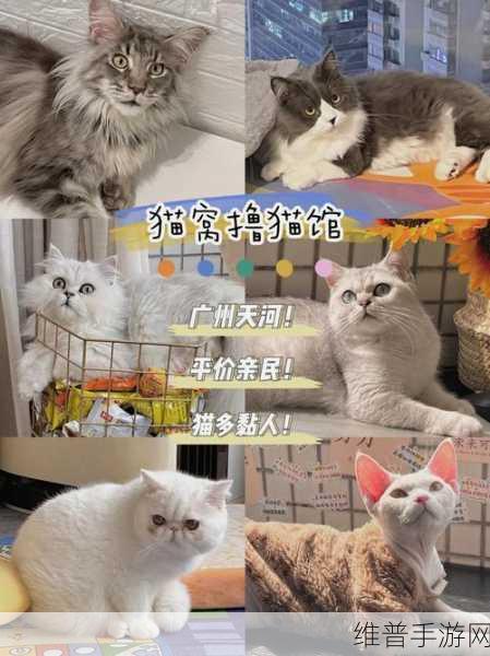 余洋广州猫玩：1. 探寻余洋笔下的广州猫故事与文化