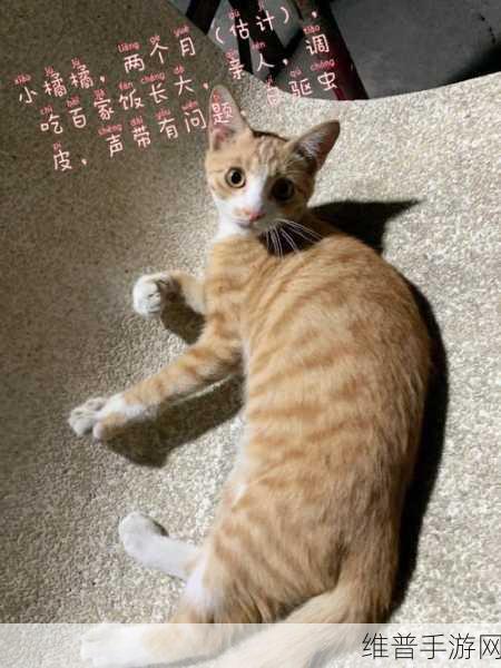 余洋广州猫玩:1. 探寻余洋笔下的广州猫故事与文化