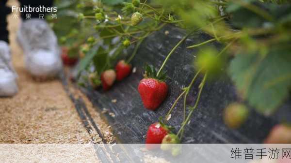 52KK草莓视频：1. ＂探索52KK草莓视频的无限魅力与乐趣