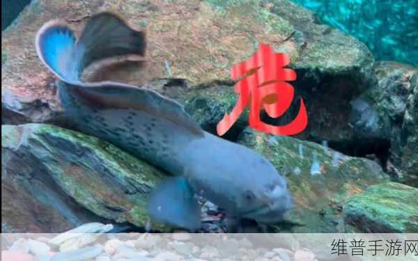 鱼鱼可可下载,畅游海底世界的休闲新选择,尽享大鱼吃小鱼的乐趣