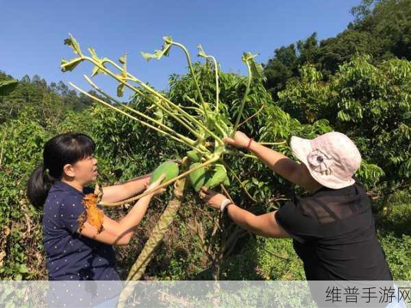 欢乐农家菜，体验田园乐趣的休闲益智小游戏全攻略